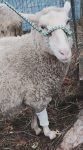 PET-NET Sheep Leg